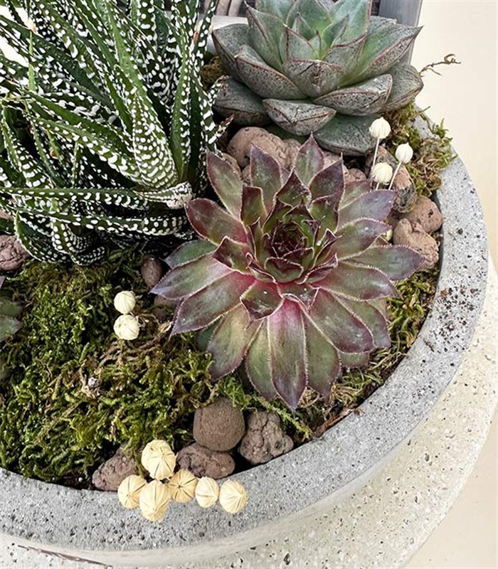 Kişiye Özel Fotoğraf Çerçeveli Sukulent Bahçesi