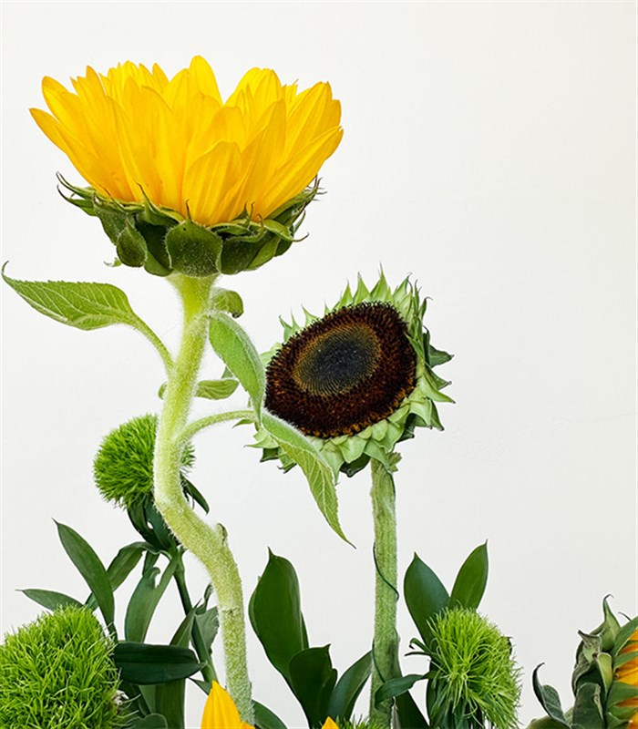 Sunshine Bliss Ayçiçeği Vazo Aranjmanı