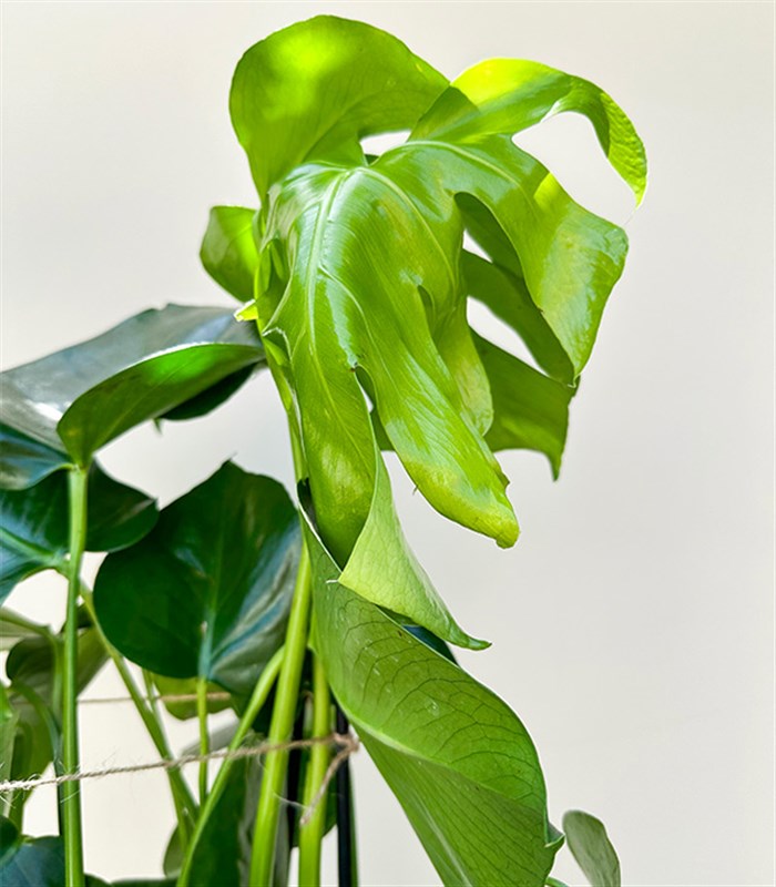 Monstera Deliciosa Seramik Saksıda Deve Tabanı 100 cm