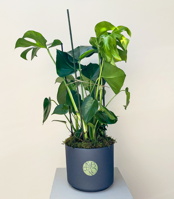 Monstera Deliciosa Seramik Saksıda Deve Tabanı 80 cm