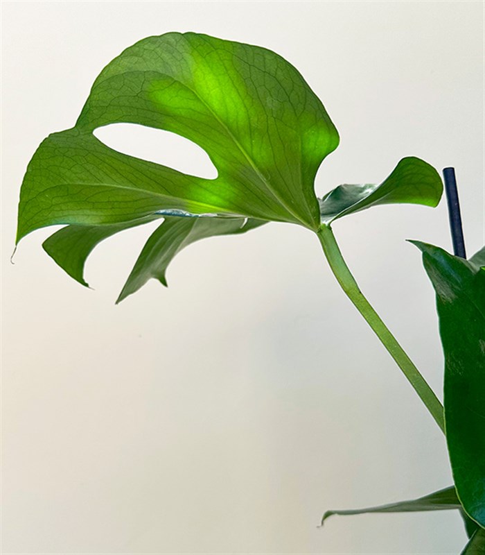 Monstera Deliciosa Seramik Saksıda Deve Tabanı 100 cm