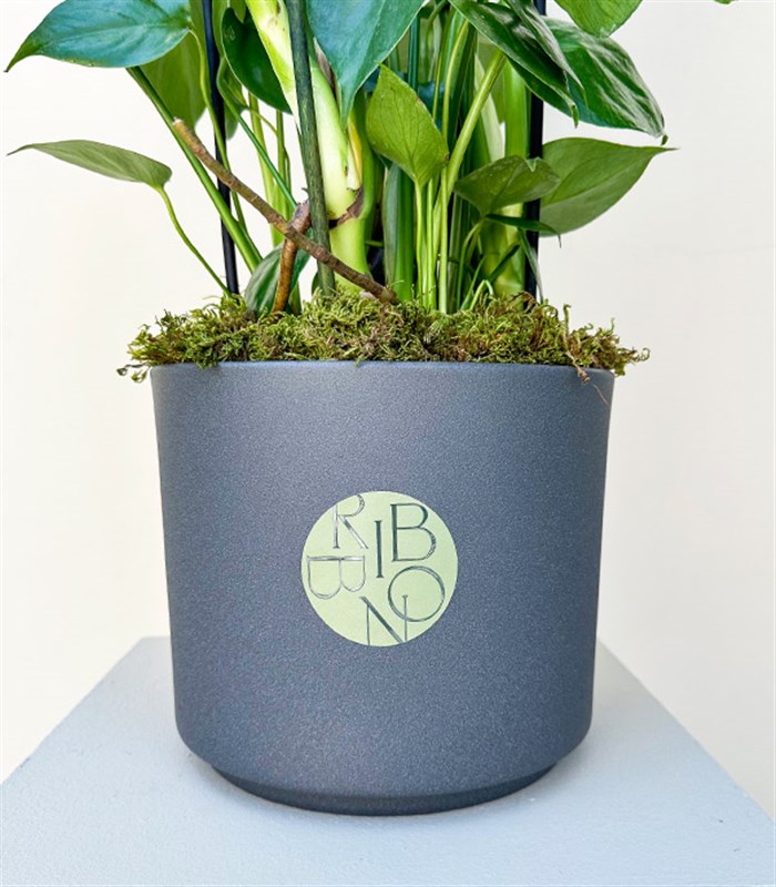 Monstera Deliciosa Seramik Saksıda Deve Tabanı 100 cm