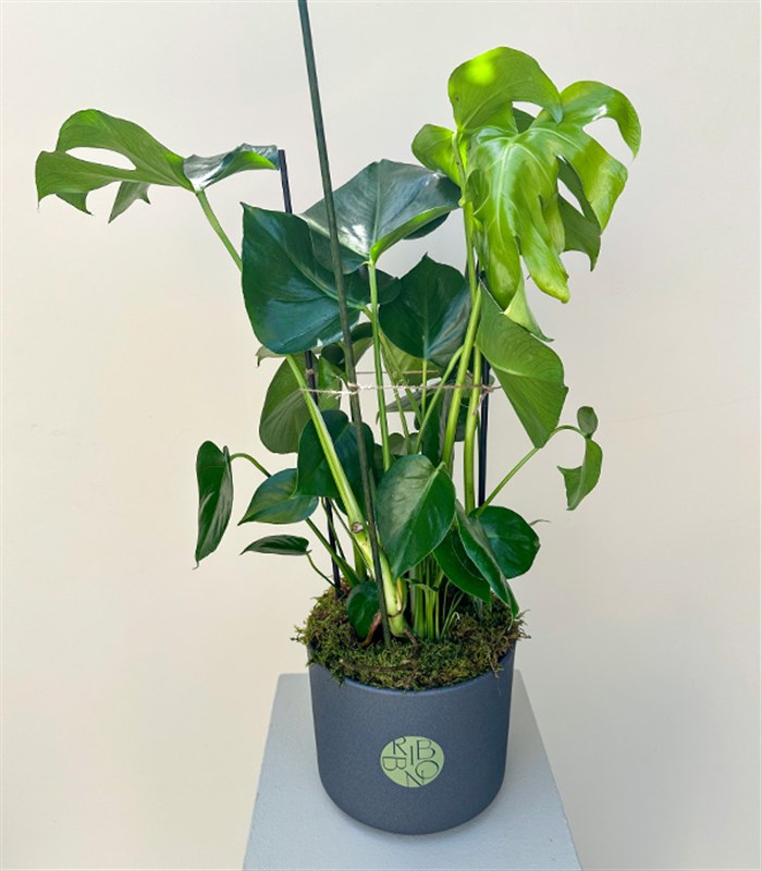 Monstera Deliciosa Seramik Saksıda Deve Tabanı 100 cm