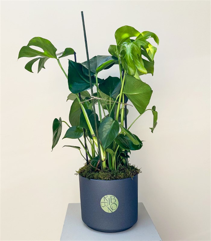 Monstera Deliciosa Seramik Saksıda Deve Tabanı 100 cm