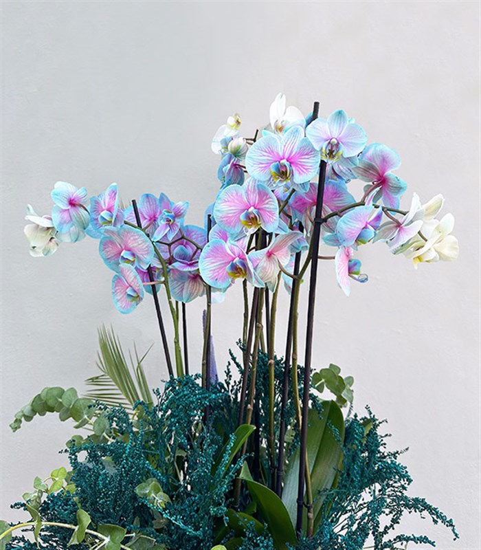 Grand Deluxe Siyah Saksı 6 Dallı Orkide Mavi Pembe Orkide Bubble Gum