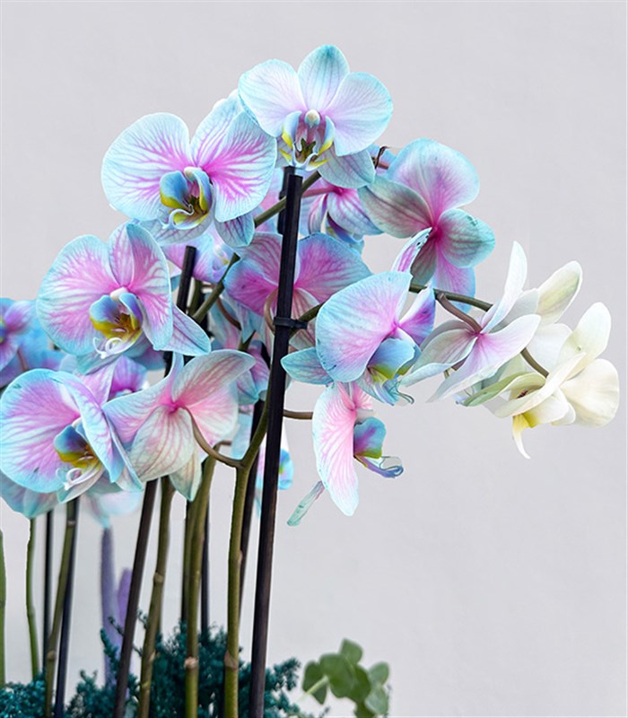 Grand Deluxe Siyah Saksı 6 Dallı Orkide Mavi Pembe Orkide Bubble Gum