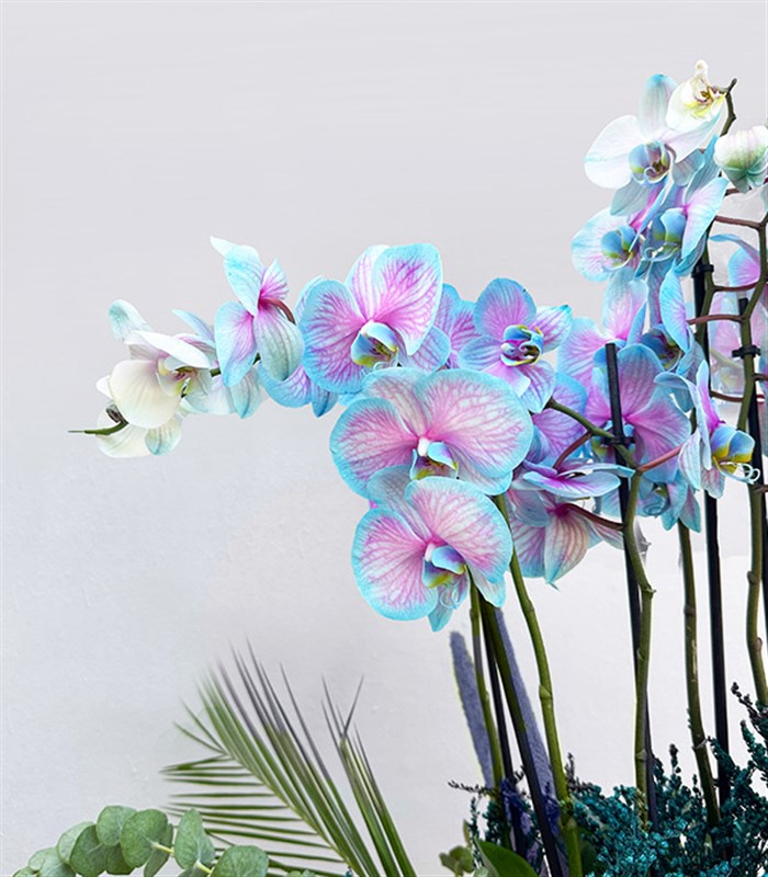 Grand Deluxe Siyah Saksı 6 Dallı Orkide Mavi Pembe Orkide Bubble Gum