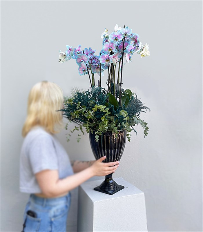 Grand Deluxe Siyah Saksı 6 Dallı Orkide Mavi Pembe Orkide Bubble Gum