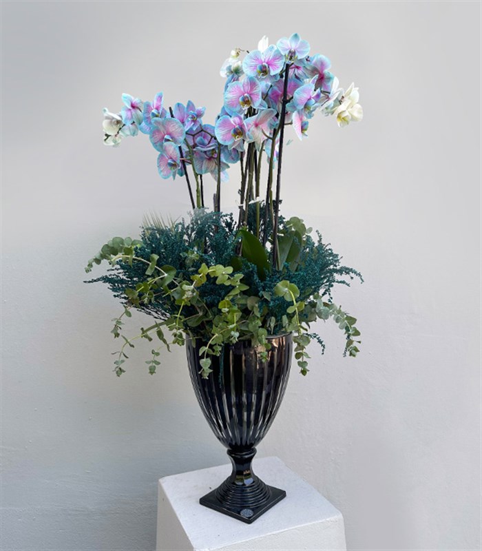 Grand Deluxe Siyah Saksı 6 Dallı Orkide Mavi Pembe Orkide Bubble Gum
