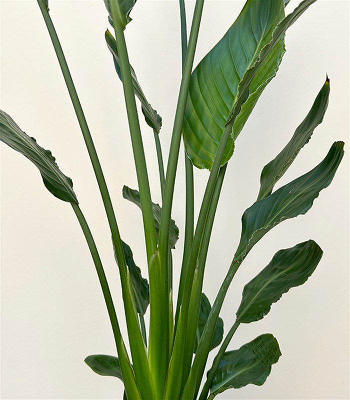 Strelitzia Antrasit Seramik Saksıda Starliçe Cennet Kuşu Bitkisi 100 cm