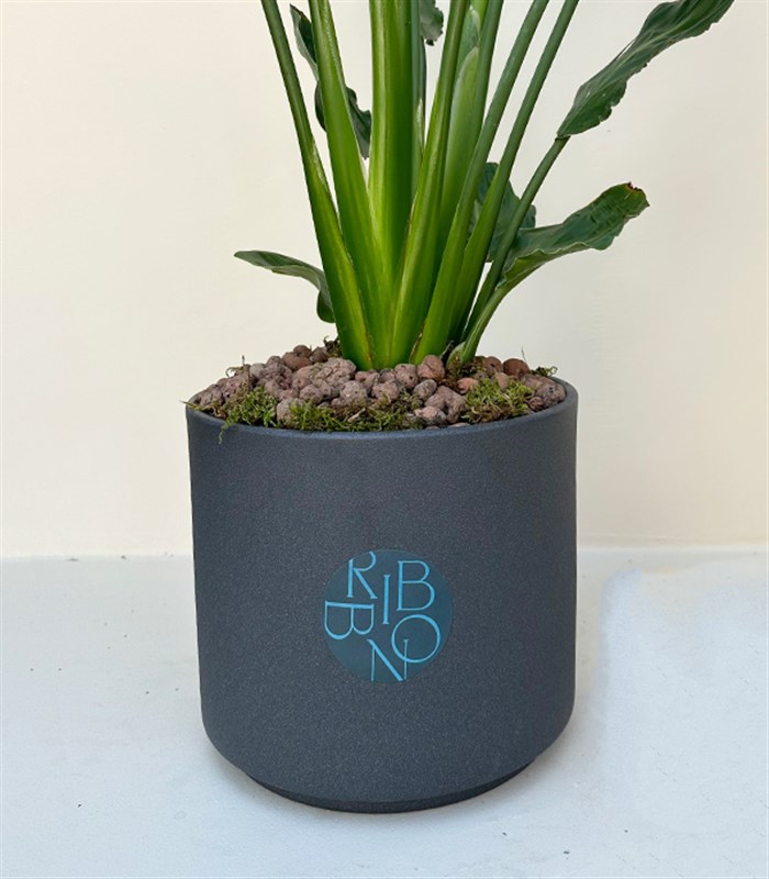 Strelitzia Antrasit Seramik Saksıda Starliçe Cennet Kuşu Bitkisi 100 cm