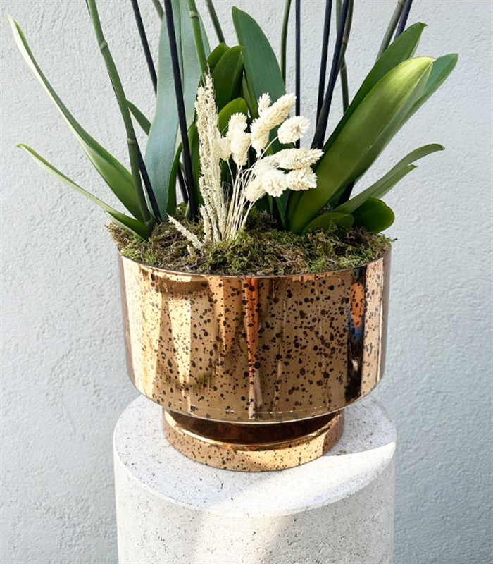 Royal Deluxe Gold Saksı 8 Dallı Orkide Beyaz