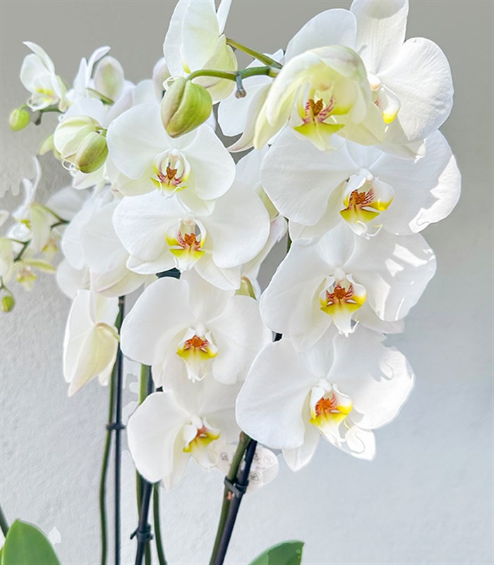 Royal Deluxe Gold Saksı 8 Dallı Orkide Beyaz