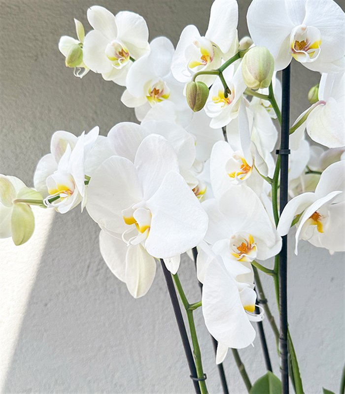 Royal Deluxe Gold Saksı 8 Dallı Orkide Beyaz