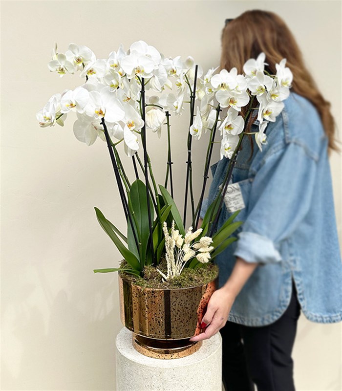Royal Deluxe Gold Saksı 8 Dallı Orkide Beyaz