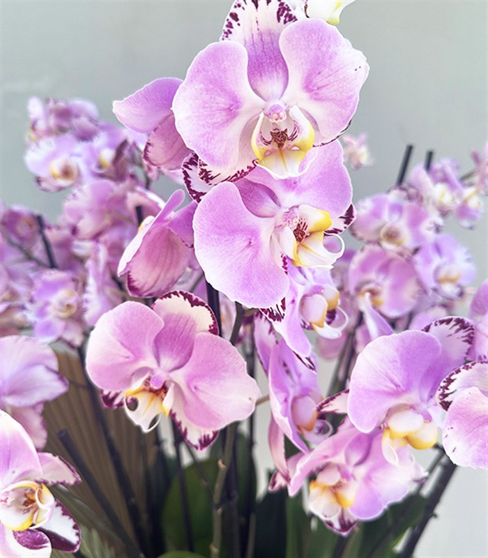 Royal Deluxe Eskitme Saksı 20 Dallı Orkide Pembe Beyaz