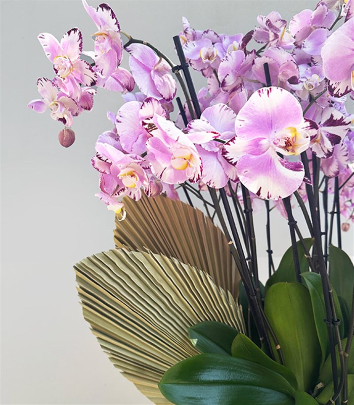 Royal Deluxe Eskitme Saksı 20 Dallı Orkide Pembe Beyaz