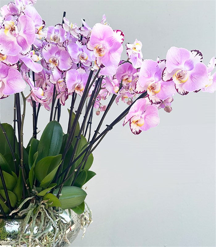 Royal Deluxe Eskitme Saksı 20 Dallı Orkide Pembe Beyaz