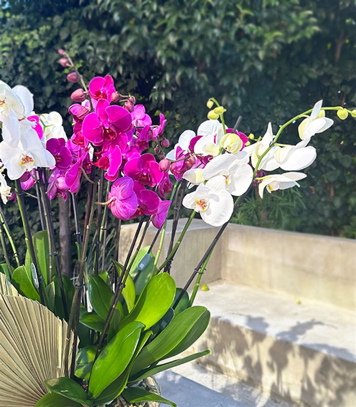 Royal Deluxe Eskitme Saksı 20 Dallı Orkide Fuşya Beyaz