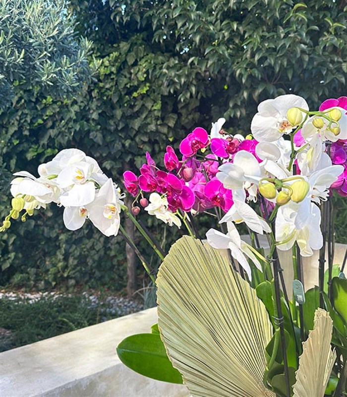 Royal Deluxe Eskitme Saksı 20 Dallı Orkide Fuşya Beyaz