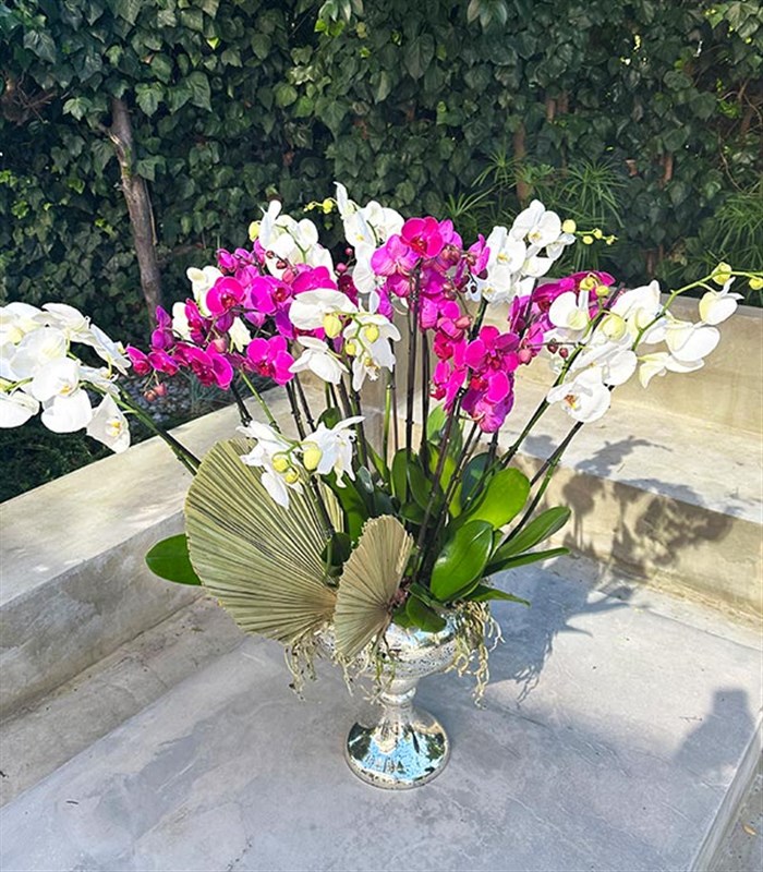 Royal Deluxe Eskitme Saksı 20 Dallı Orkide Fuşya Beyaz