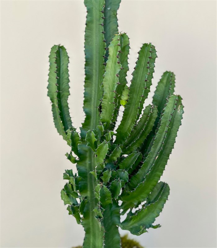 Dev Kaktüs Hasır Sepette Euphorbia Ingens