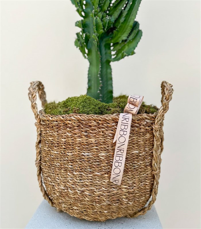 Dev Kaktüs Hasır Sepette Euphorbia Ingens