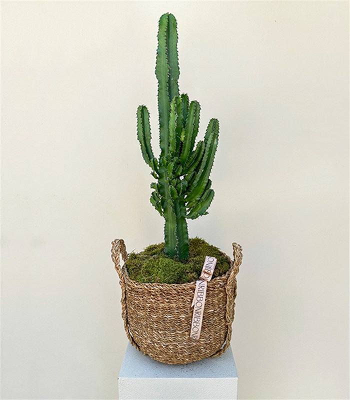 Dev Kaktüs Hasır Sepette Euphorbia Ingens