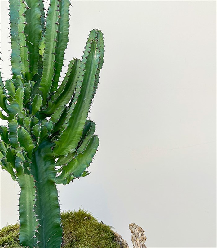 Dev Kaktüs Hasır Sepette Euphorbia Ingens