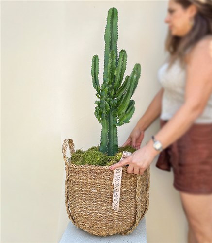 Dev Kaktüs Hasır Sepette Euphorbia Ingens