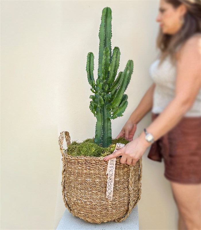 Dev Kaktüs Hasır Sepette Euphorbia Ingens