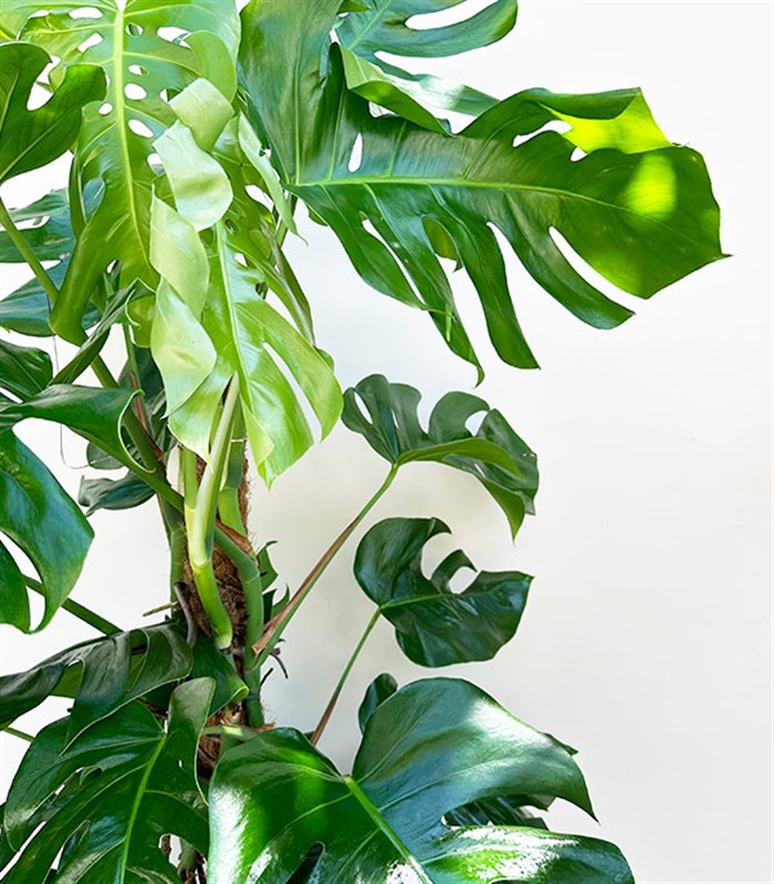 Monstera Deliciosa Hasır Sepet Saksıda Deve Tabanı Deluxe 150 cm
