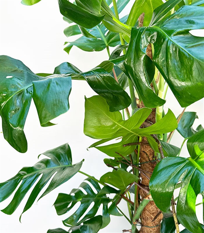 Monstera Deliciosa Hasır Sepet Saksıda Deve Tabanı Deluxe 150 cm