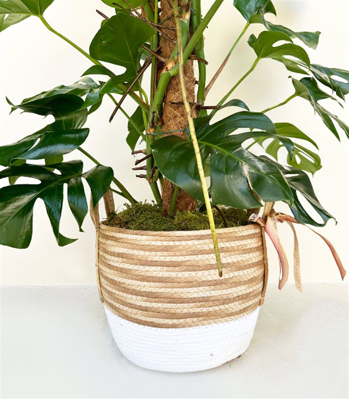 Monstera Deliciosa Hasır Sepet Saksıda Deve Tabanı Deluxe 150 cm