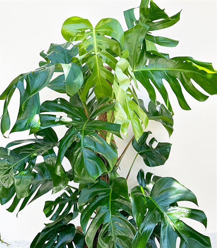 Monstera Deliciosa Hasır Sepet Saksıda Deve Tabanı Deluxe 150 cm