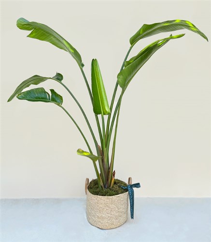 Strelitzia Hasır Sepette Starliçe Cennet Kuşu Bitkisi Deluxe 150 cm