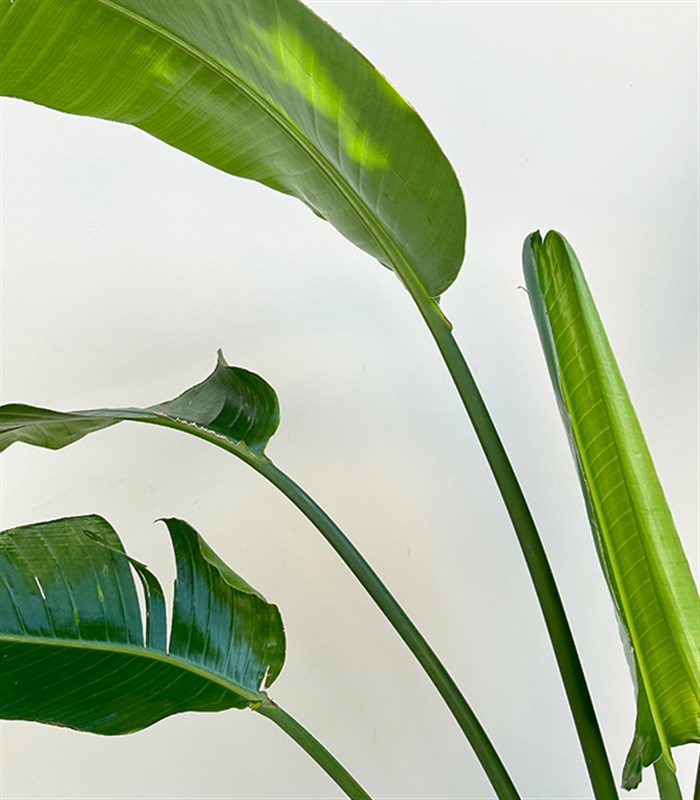 Strelitzia Hasır Sepette Starliçe Cennet Kuşu Bitkisi Deluxe 150 cm