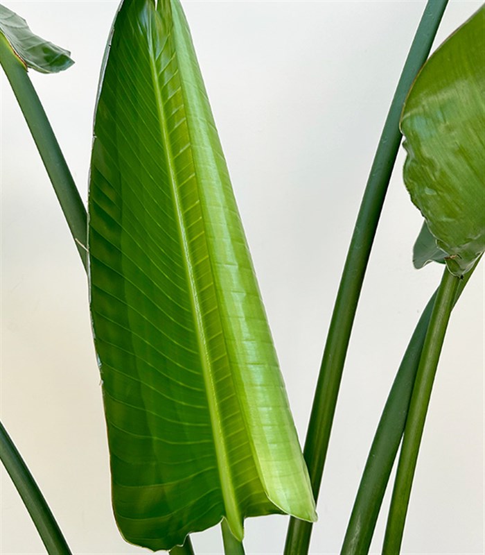 Strelitzia Hasır Sepette Starliçe Cennet Kuşu Bitkisi Deluxe 150 cm