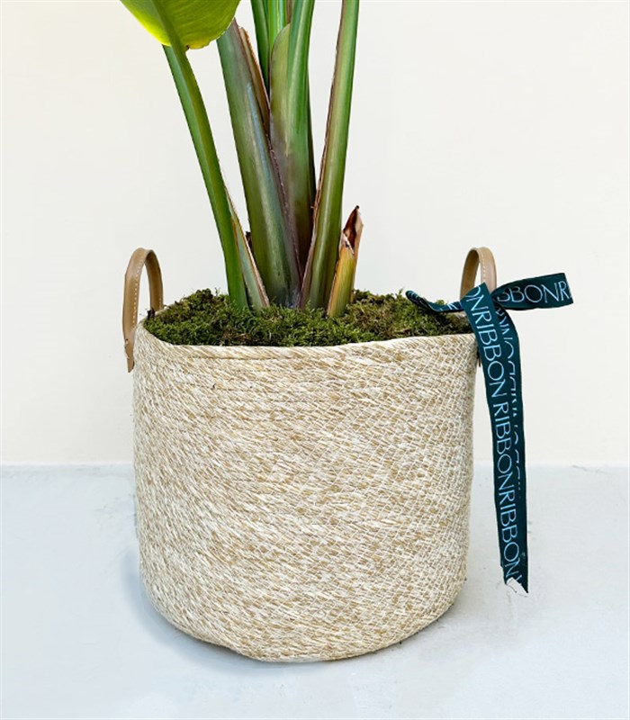 Strelitzia Hasır Sepette Starliçe Cennet Kuşu Bitkisi Deluxe 150 cm