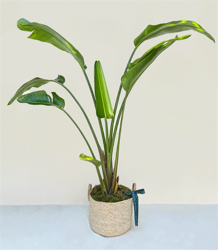 Strelitzia Hasır Sepette Starliçe Cennet Kuşu Bitkisi Deluxe 150 cm