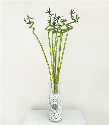 8 Lucky Bamboos 100 cm