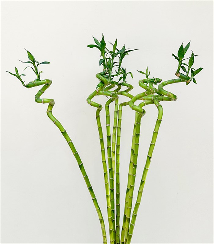 Cam Vazoda 8li Şans Bambusu 100 cm