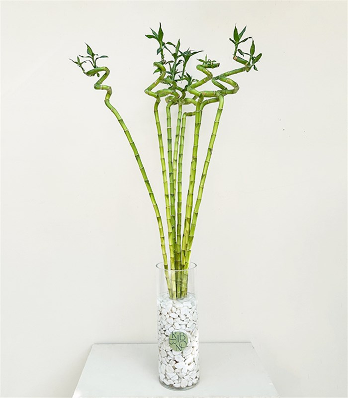 Cam Vazoda 8li Şans Bambusu 100 cm