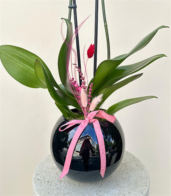 Luxe Siyah Cam Vazoda Fuşya Orkide 2 Dallı