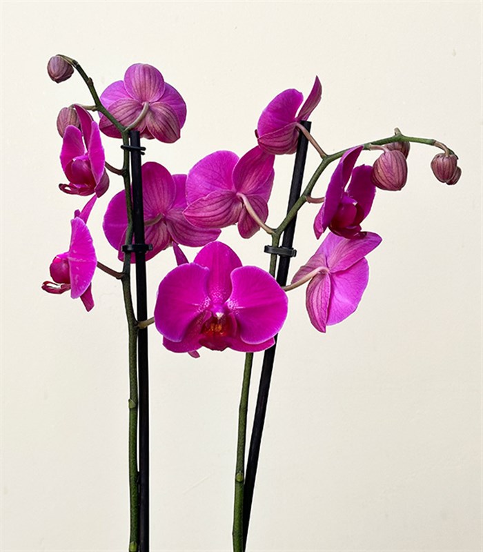 Luxe Siyah Cam Vazoda Fuşya Orkide 2 Dallı