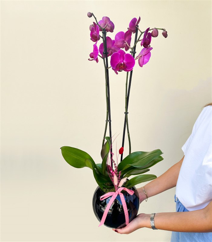 Luxe Siyah Cam Vazoda Fuşya Orkide 2 Dallı