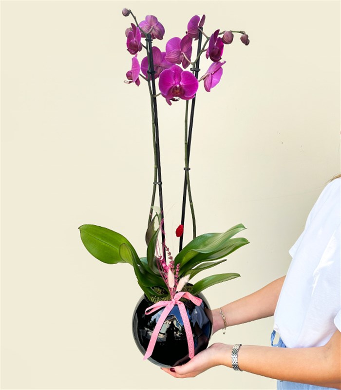 Luxe Siyah Cam Vazoda Fuşya Orkide 2 Dallı