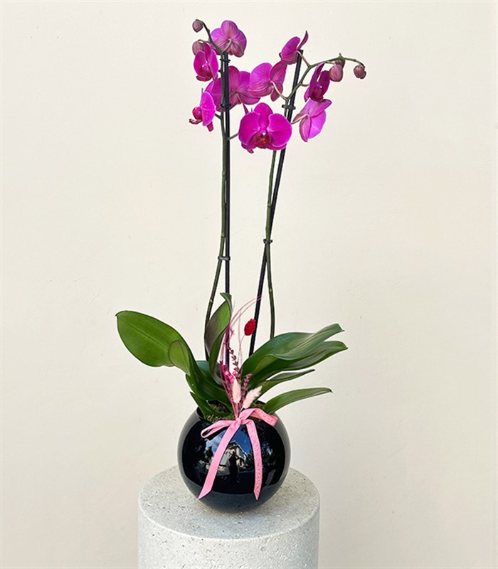 Luxe Siyah Cam Vazoda Fuşya Orkide 2 Dallı