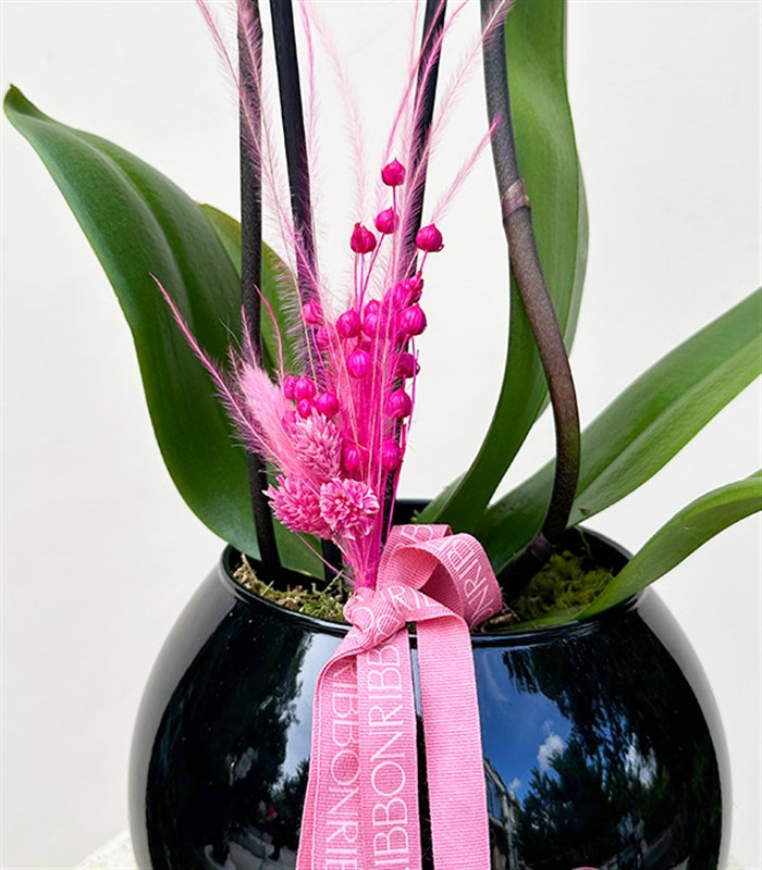 Luxe Siyah Cam Vazoda Orkide Beyaz Fuşya 2 Dallı