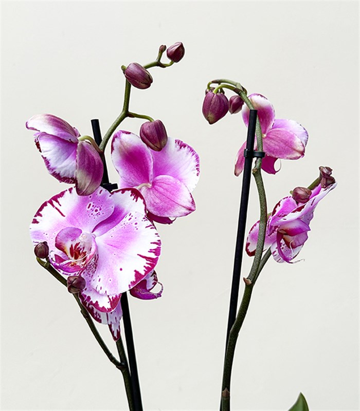 Luxe Siyah Cam Vazoda Orkide Beyaz Fuşya 2 Dallı